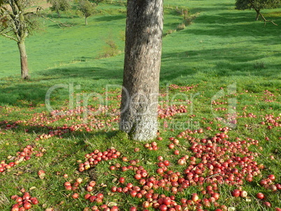 Äpfel unter einem Baum