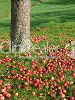 Äpfel unter einem Baum