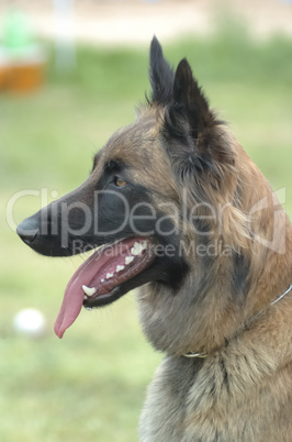 Malinois