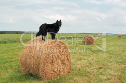 Groenendael