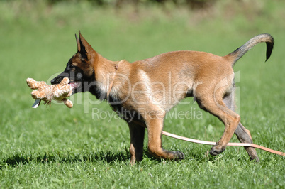 Malinois