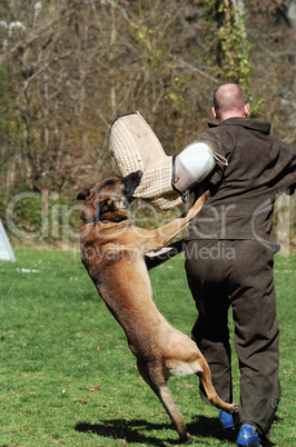 Malinois