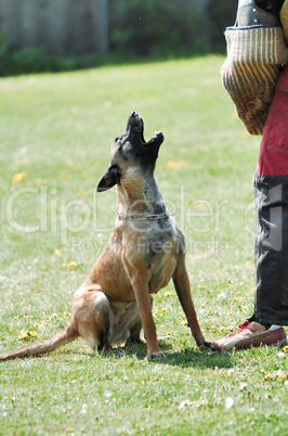 Malinois