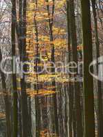 Herbstwald