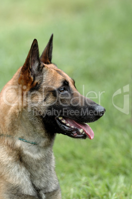 Malinois Portrait