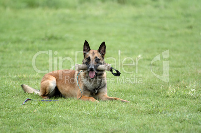 Malinois