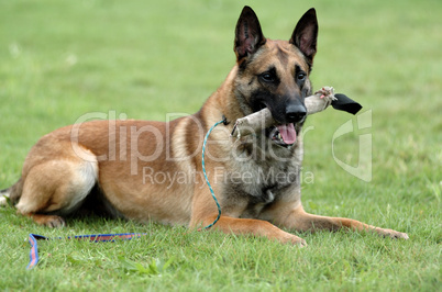 Malinois