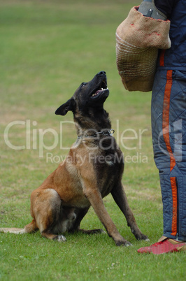 Malinois