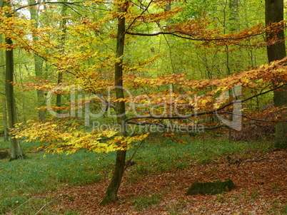 Herbstwald