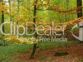 Herbstwald