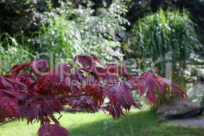 herbstbunt