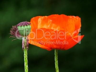 Mohn