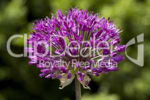 allium