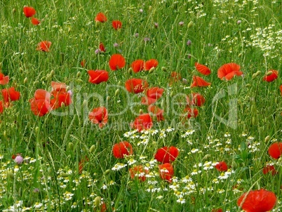 Klatschmohn