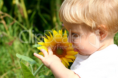 Sonnenblume