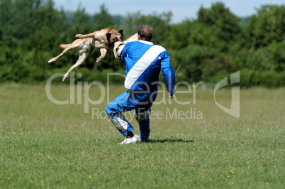 Malinois