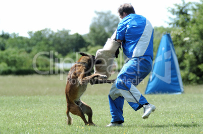 Malinois