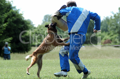 Malinois