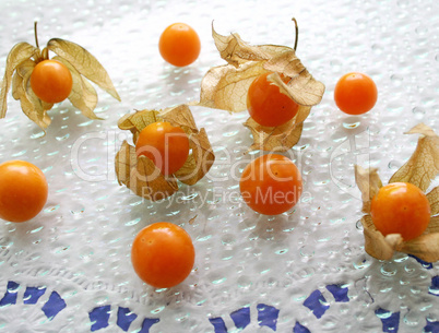 physalis