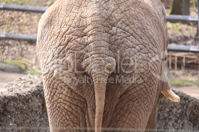 Elefantenpopo
