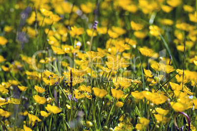 Butterblumen