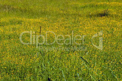 Wiese mit Butterblumen