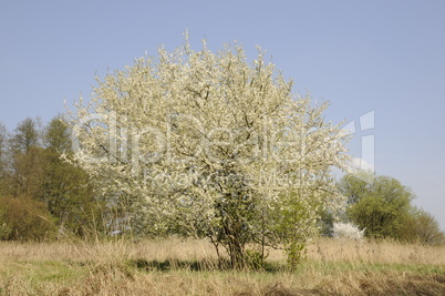 Blühender Baum