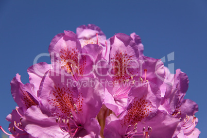 Rhododendron