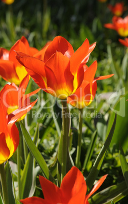 Tulpen