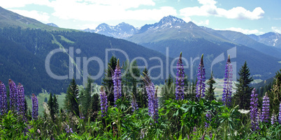 Swiss Alps in Summer