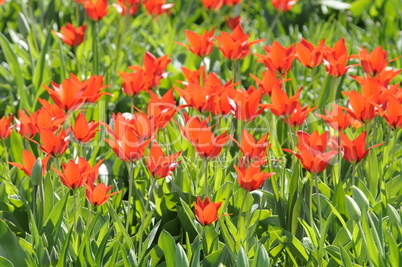 Tulpen