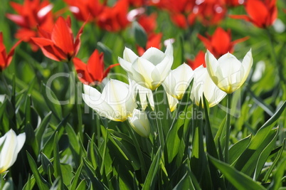 Tulpen Tulpen