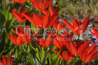 Tulpen