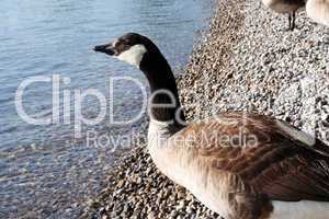 Wild goose