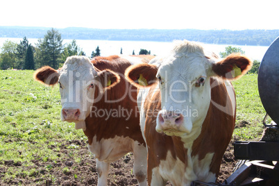 Cows in Bavaria