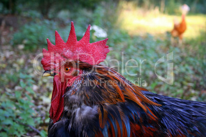 Rooster's head