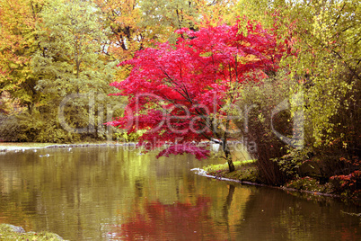 Japanese Maple in Fall