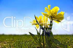 alleinstehende Tulpe