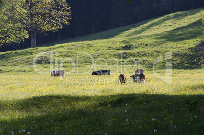 Happy Cows Pasture