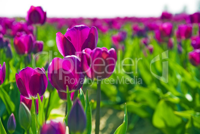 violette Tulpen