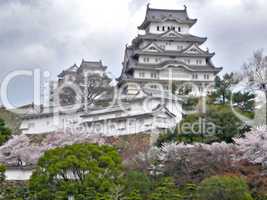 Himeji Castle during Sakura