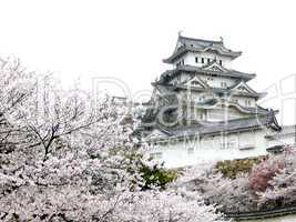 Japanese Castle during Cherry Blossom