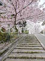 Cherry blossoms on stairs