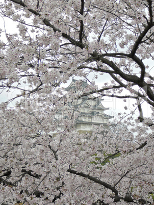Sakura and Himeji Castle