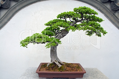 Bonsai.