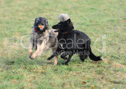 Tervueren und Groenendael