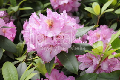 Rhododendron