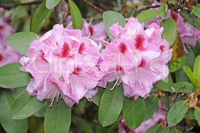 Rhododendron