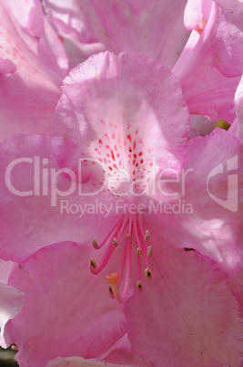 Rhododendronblüte