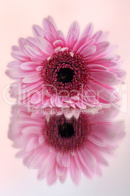 Pink Gerbera